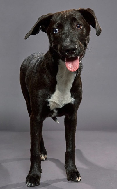 Puppy Bowl XVI